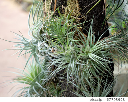 チランジア 67793998