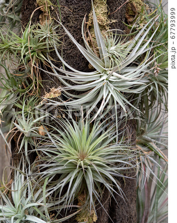 チランジア チランジア 67793999