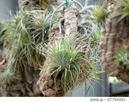 チランジア 67794001