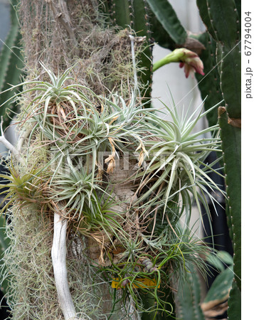 チランジア 67794004