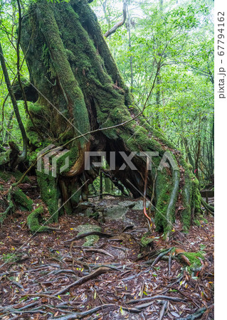 白谷雲水峡の二代くぐり杉 67794162