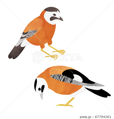 2羽のカケス 67794261