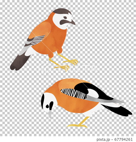 2羽のカケス 67794261