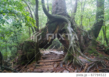 白谷雲水峡のくぐり杉 67794522
