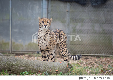 チーター 67794740