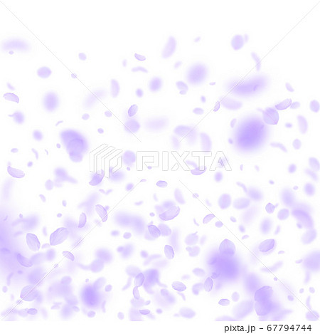 Violet flower petals falling down. Pretty romantic Violet flower petals falling down. Pretty romantic 67794744