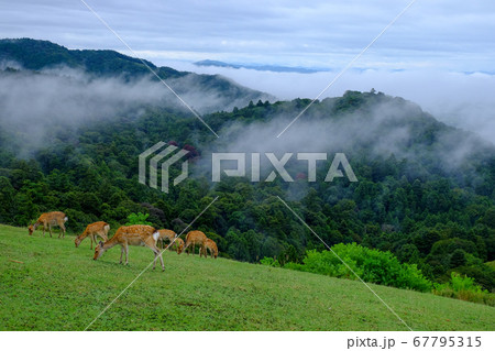 若草山と鹿と雲海（奈良市） 67795315