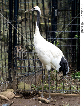 タンチョウ 67795463