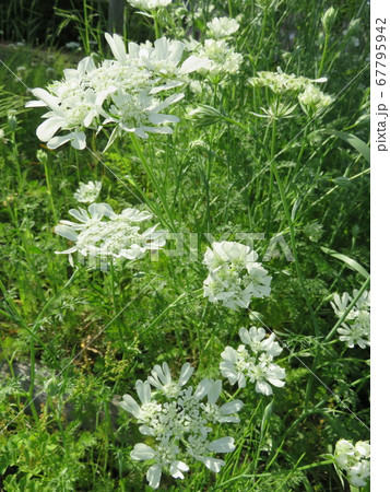 コリアンダーの花 コリアンダーの花 67795942
