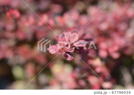 Japanese barberry Harlequin 67796039