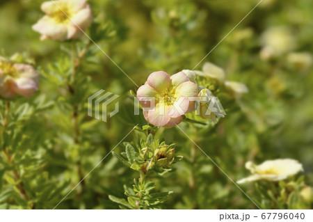 Shrubby Cinquefoil Bella Apple 67796040