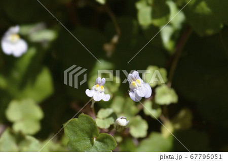 Kenilworth Ivy 67796051