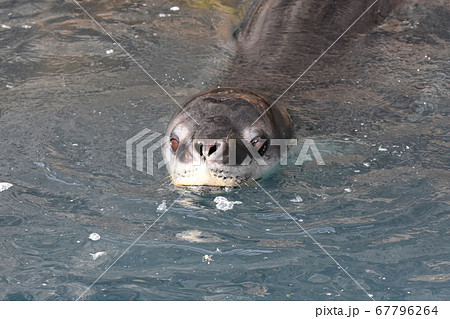 ヒョウアザラシ（サウスジョージア島） 67796264