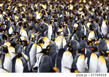 オウサマペンギンの営巣地（サウスジョージア島） 67796938