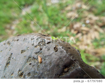 ヨコバイ 67797080