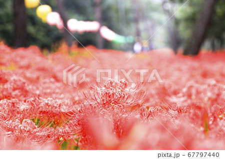 栄光 国内旅行 旅行 67797440