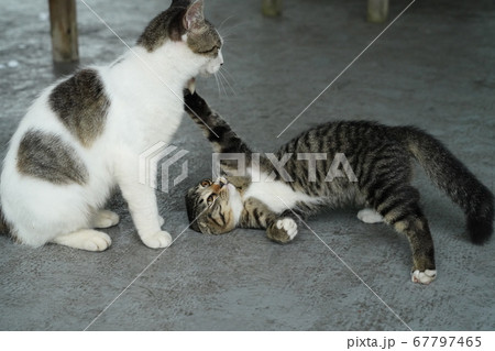 野良猫の親子の自立に向けたケンカの練習の写真素材