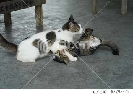 野良猫の親子の自立に向けたケンカの練習 野良猫の親子の自立に向けたケンカの練習 67797475