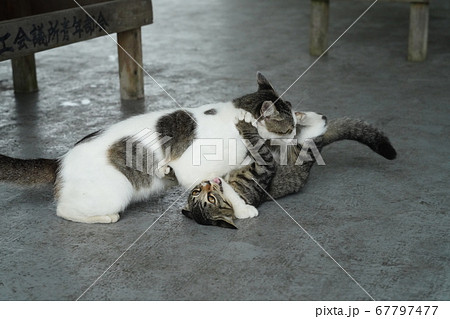 野良猫の親子の自立に向けたケンカの練習の写真素材