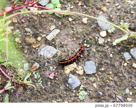 ツマグロヒョウモンの幼虫、蝶の幼虫 67798036