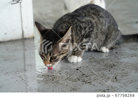 床に溜まった雨水を飲む野良猫の子猫の写真素材
