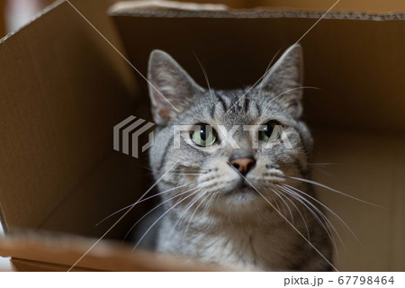 段ボールに入った猫ちゃん　　サバトラ猫 67798464