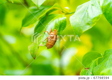 セミの抜け殻　【長野県】 67798594