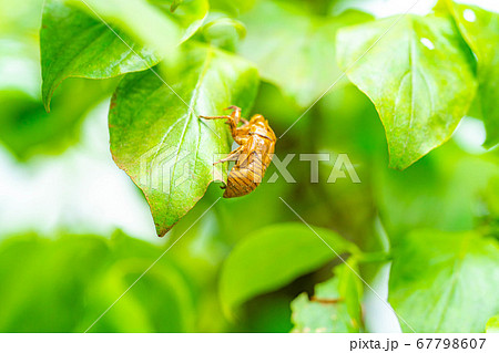 セミの抜け殻　【長野県】 67798607