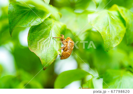 セミの抜け殻　【長野県】 67798620
