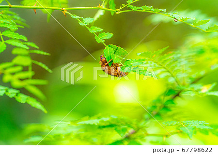 セミの抜け殻 【長野県】 セミの抜け殻 【長野県】 67798622