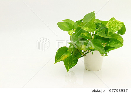 ゴールデンポトスの写真素材