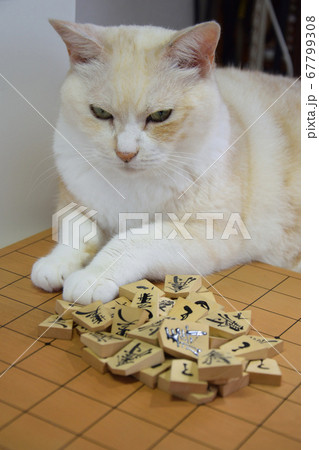 将棋の邪魔をする猫 将棋の邪魔をする猫 67799308