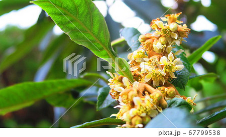 ビワの花のある風景の写真素材