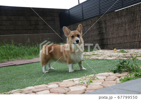 シュッとしたコーギー シュッとしたコーギー 67799550