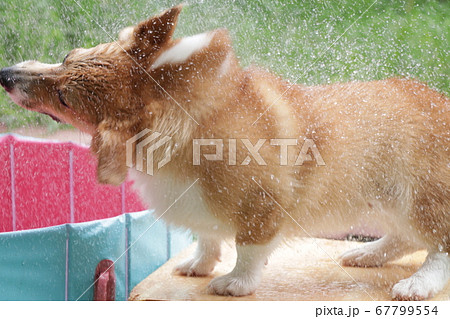 ブルブル水切りコーギー ブルブル水切りコーギー 67799554