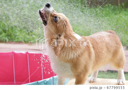 水浴びウェルシュコーギー 水浴びウェルシュコーギー 67799555