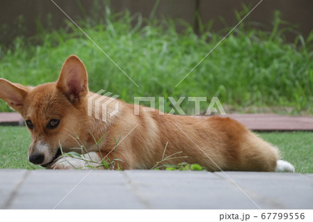 庭でくつろぐコーギー 庭でくつろぐコーギー 67799556