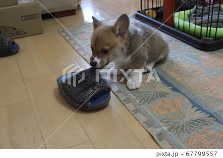 スリッパで遊ぶ生後2ヶ月コーギー スリッパで遊ぶ生後2ヶ月コーギー 67799557