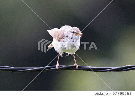 春の訪れを告げるウグイス 67799562