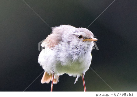 春の訪れを告げるウグイス 春の訪れを告げるウグイス 67799563