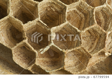 European Wasp Eggs European Wasp Eggs 67799594
