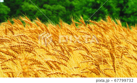 小麦畑の風景の写真素材