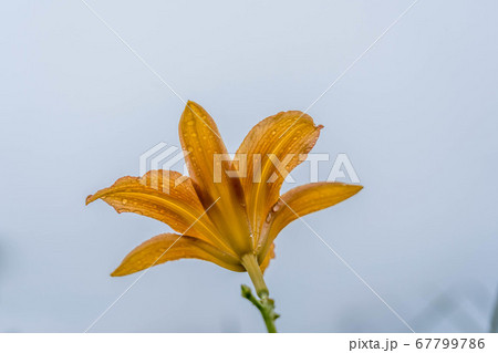 空へ伸びるオレンジ色の花 空へ伸びるオレンジ色の花 67799786