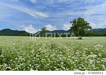 会津高原高杖原の花咲くソバ畑に白樺の木の写真素材