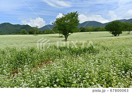 会津高原高杖原の花咲くソバ畑に白樺の木 67800063