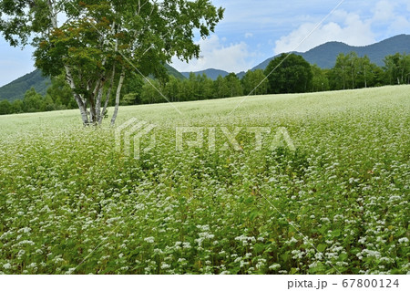会津高原高杖原の花咲くソバ畑に白樺の木 会津高原高杖原の花咲くソバ畑に白樺の木 67800124