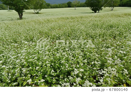 会津高原高杖原の花咲くソバ畑に白樺の木 67800140