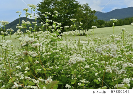 会津高原高杖原の花咲くソバ畑に白樺の木 67800142