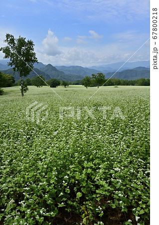 会津高原高杖原の花咲くソバ畑に白樺の木 67800218