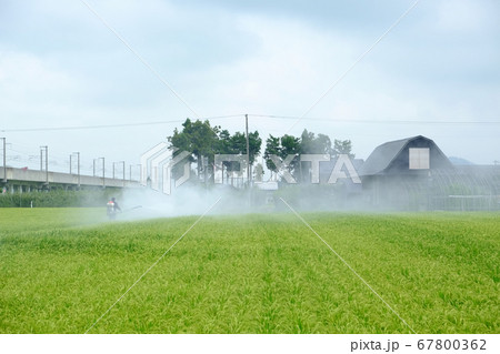 害虫駆除をする農家 67800362